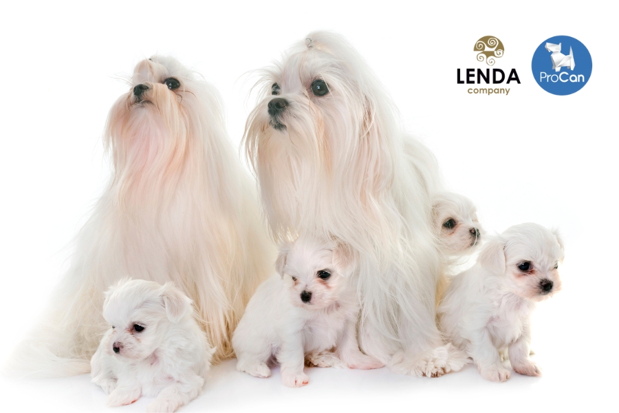 Cuidados Bichón maltés