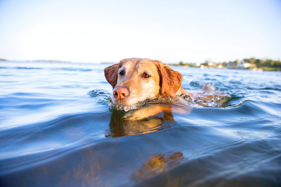 qué debo hacer si mi perro deja de beber agua