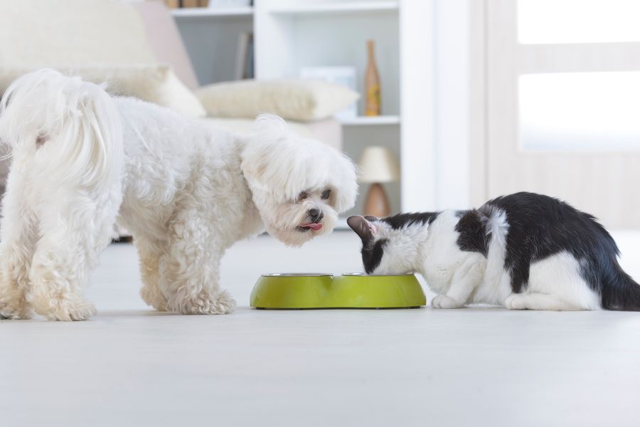 puede un perro comer comida para gatos 1 vez