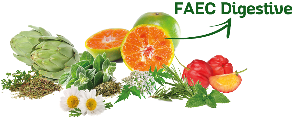 FAEC-Digestive-1.png FAEC-Digestive-1.png