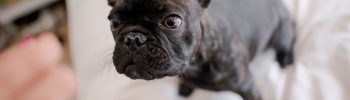 proteger a tu cachorro del Parvovirus