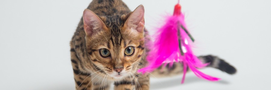 Estimulação mental: Por que os animais precisam?