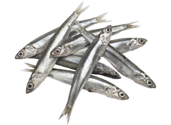 Anchovetas.png Anchovetas.png