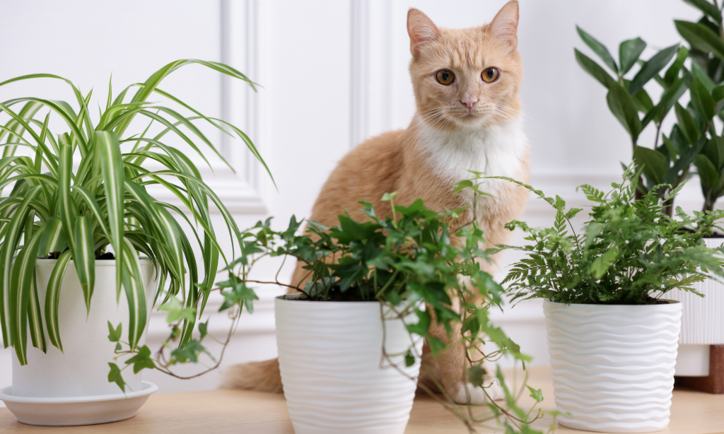 gato hace pis en las plantas
