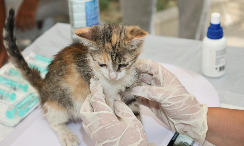 Nuevo gatito en casa tras el veterinario