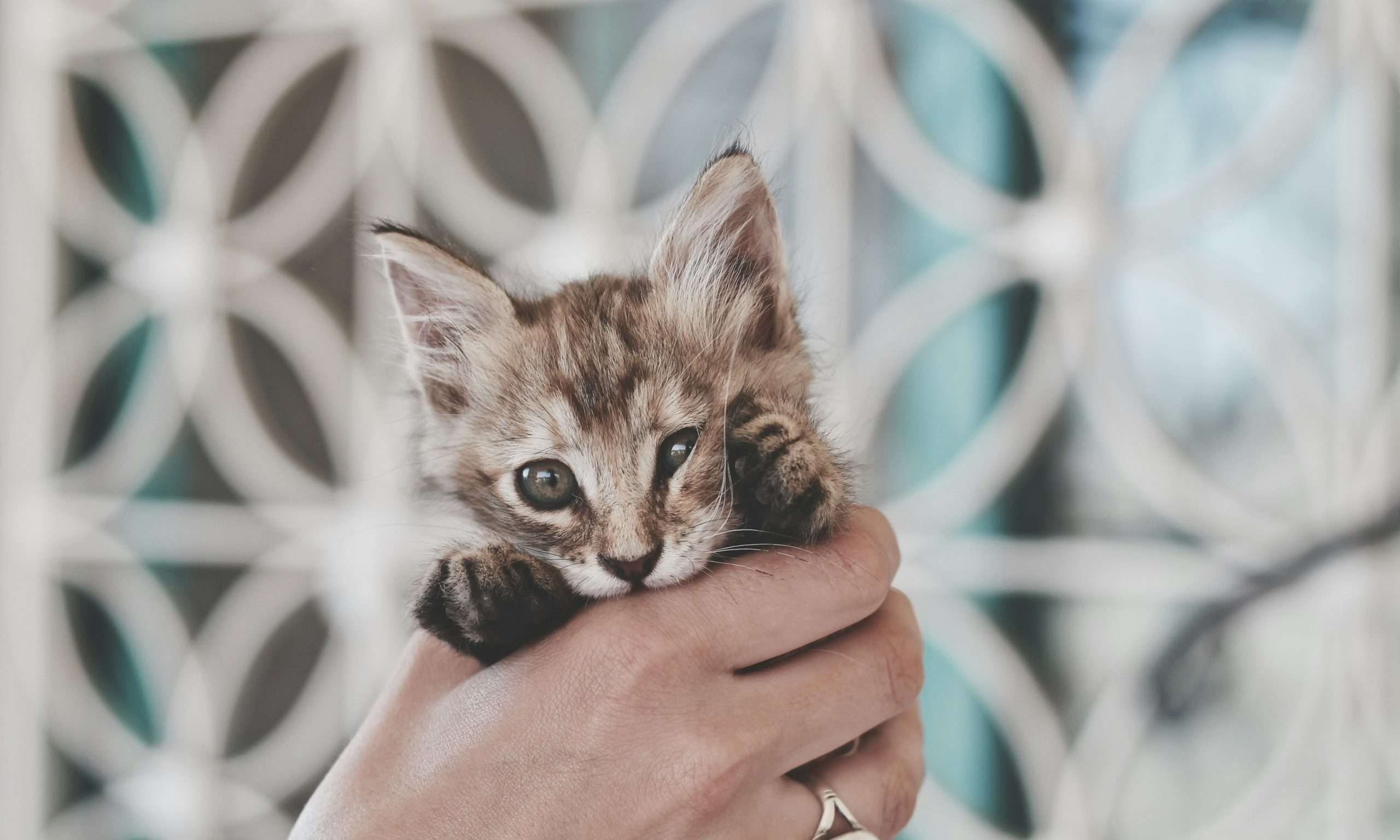 Gatito cachorro en brazos durante su adaptación al nuevo hogar
